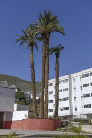 LAS PALMAS DE GRAN CANARIA  06-02-2019  LAS PALMAS DE GRAN CANARIA.  Palmeras en el solar en donde Hiperdino proyecta construir un supermercado y reconstruir la Iglesia de La Vega de San Jose.  FOTOS: JUAN CASTRO  | 06/02/2019 | Fotógrafo: Juan Carlos Castro