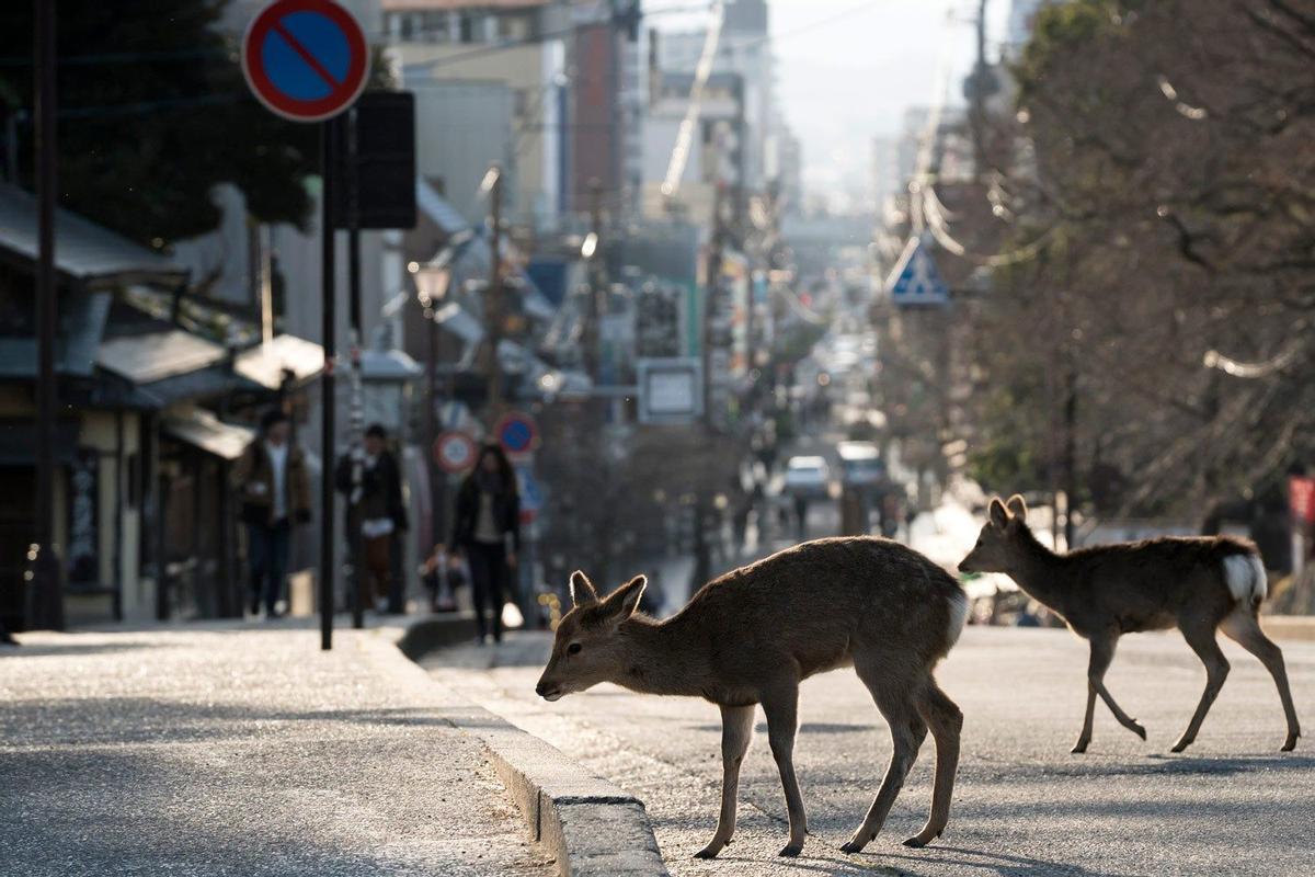 Nara, Japón