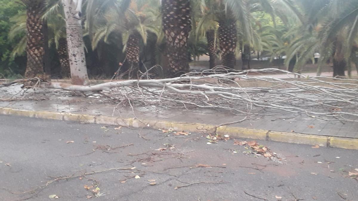 Uno de los árboles que han caída como consecuencia de la fuerte tormenta, en este caso en el parque de la Colonia San Antonio.