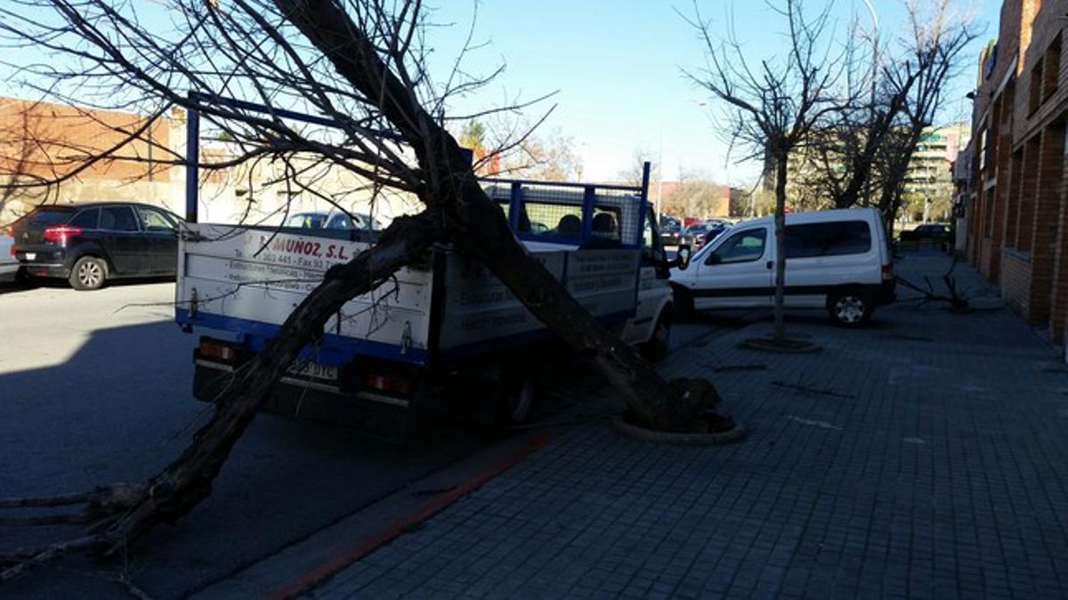 Arbre a Sabadell Sud.