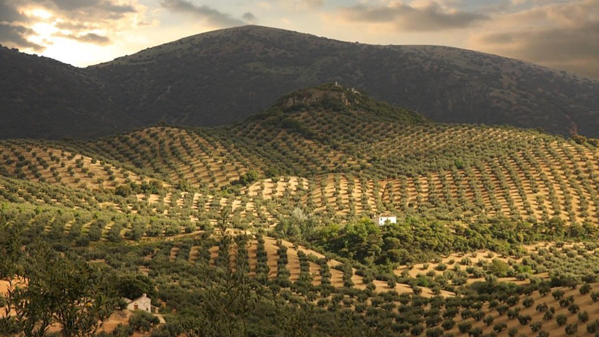 Imagen de un olivar en Priego de Córdoba