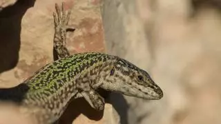 La famosa lagartija de Ibiza, en riesgo por la invasión de una serpiente peninsular