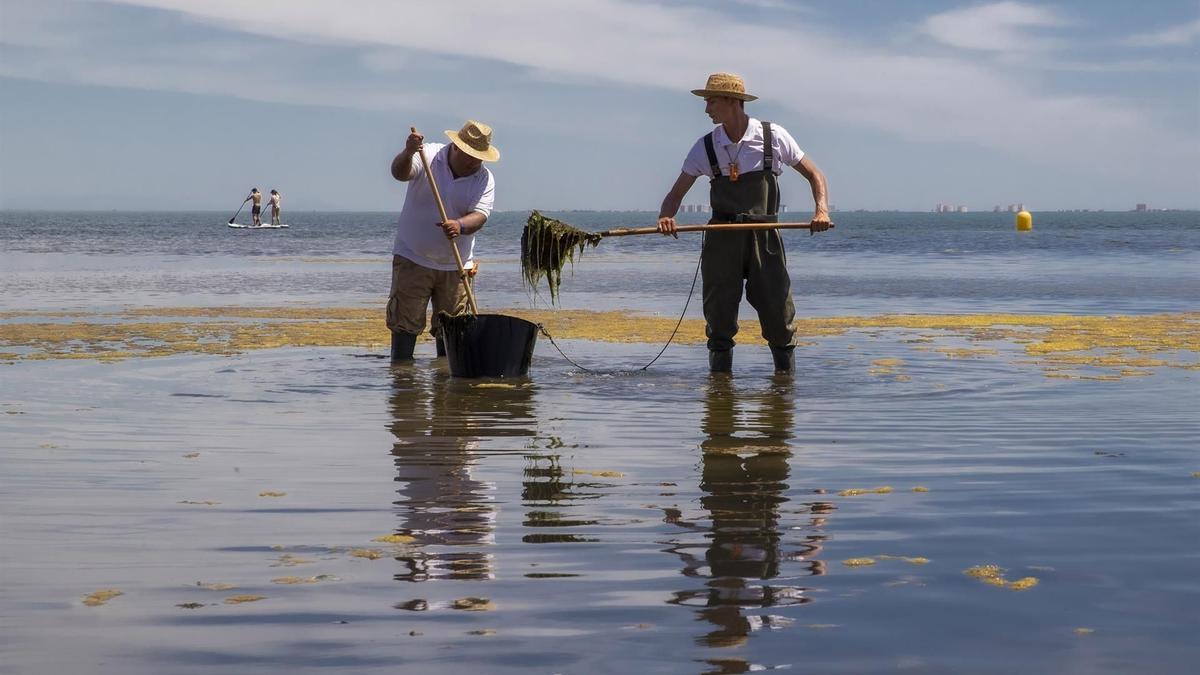 Dos trabajadores de la Consejería de Medio Ambiente murciana retiran algas de una playa de Los Urrutias, en el Mar Menor.