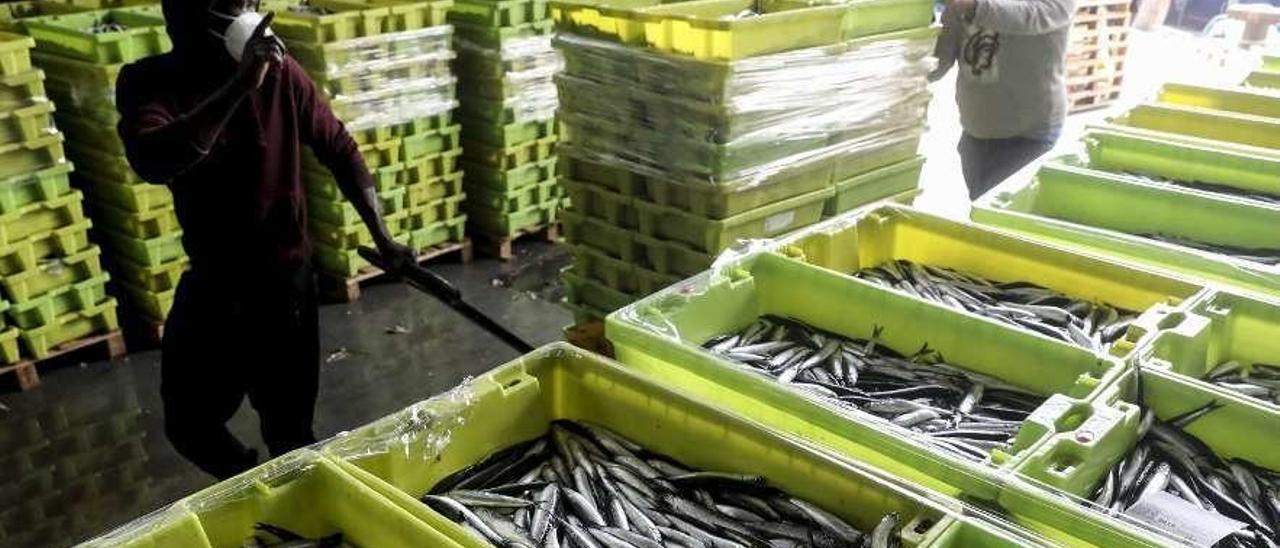 Tres pescadores mueven cajas con bocartes en Lonja Gijón el martes, cuando se rozaron los 400.000 kilos.