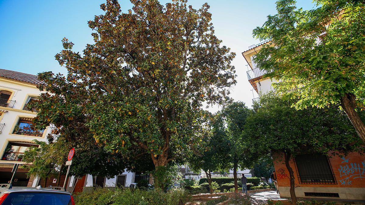 Magnolio en la plaza Ramón y Cajal