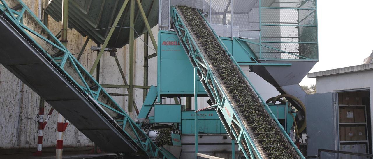 Proceso de la eleboración de aceite de oliva en la cooperativa de Turís, en una imagen de archivo.
