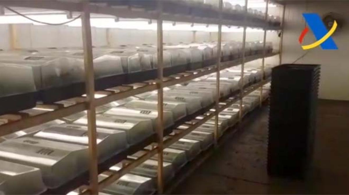 L’Agència Tributària ha detingut 12 persones que ocultaven 135.400 plantes de marihuana.