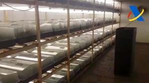 L’Agència Tributària ha detingut 12 persones que ocultaven 135.400 plantes de marihuana.
