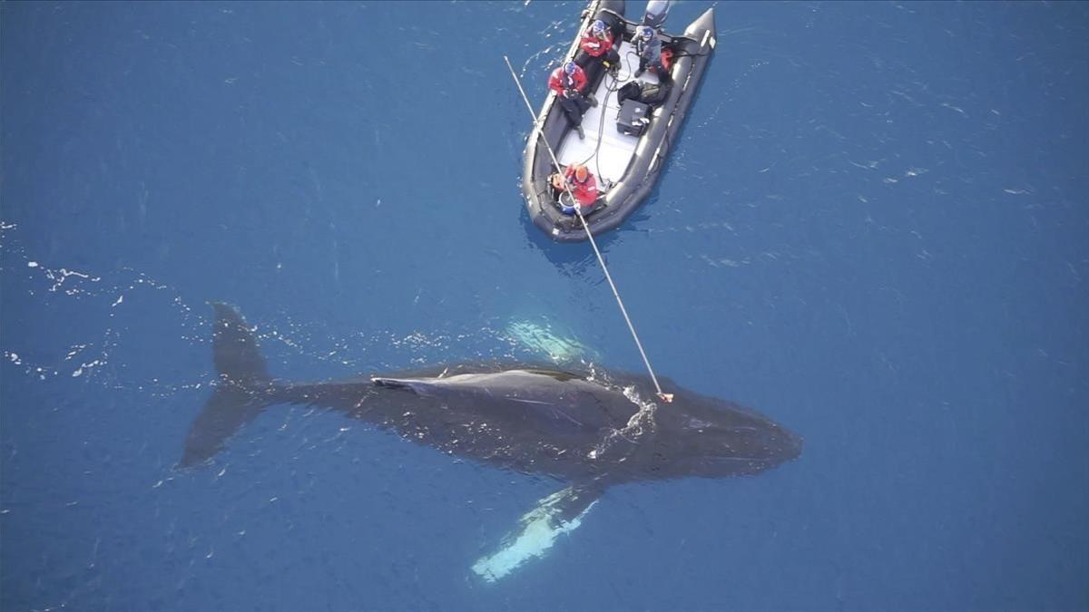 Ballenas en la Antártida