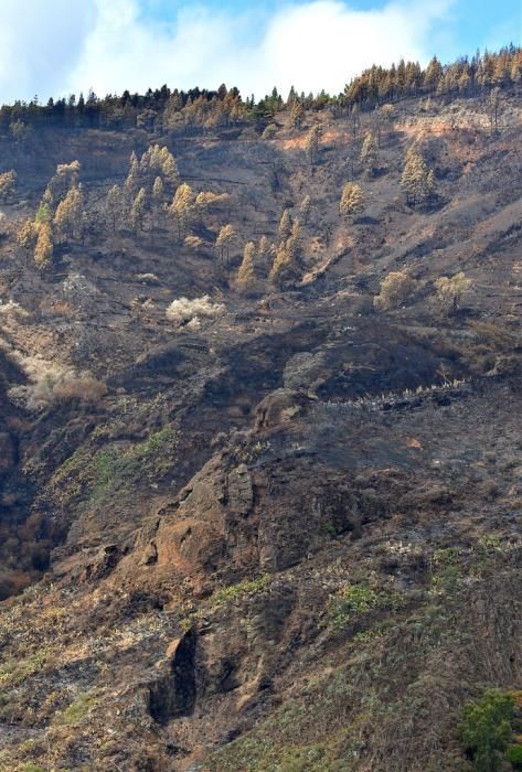 INCENDIO CUMBRE GRAN CANARIA