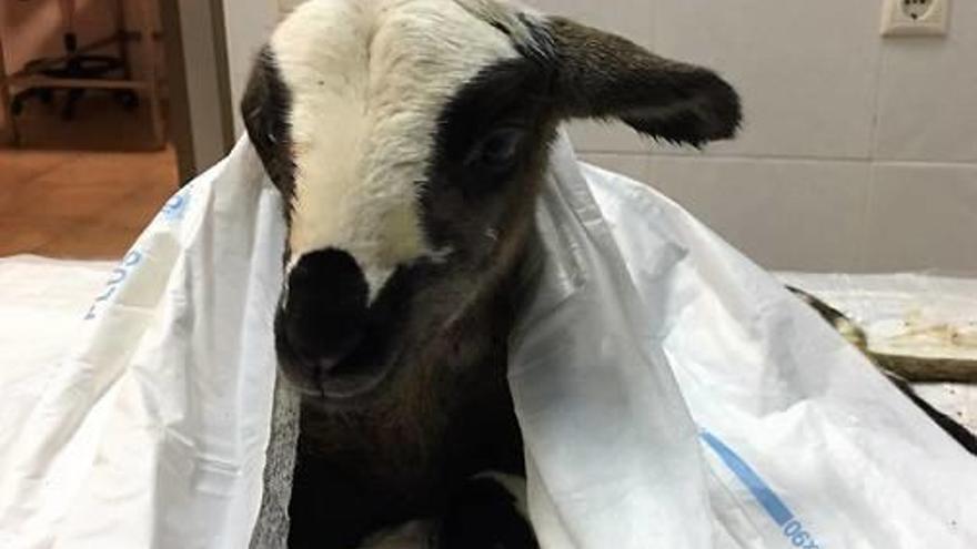 Imagen de la cría de cabra recién nacida.