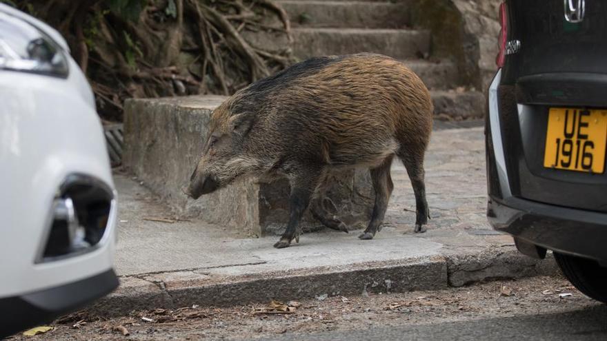 Los jabalíes invaden las calles de Hong Kong