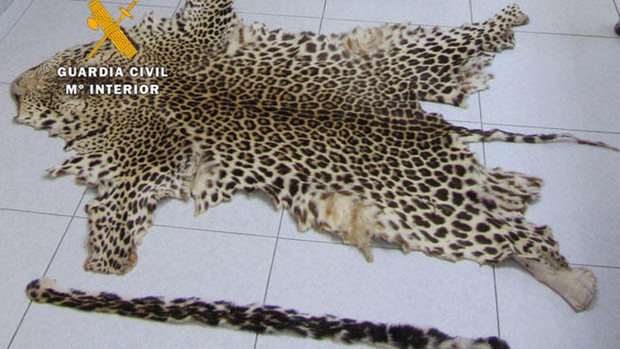 Una piel de leopardo utilizada como alfombra.