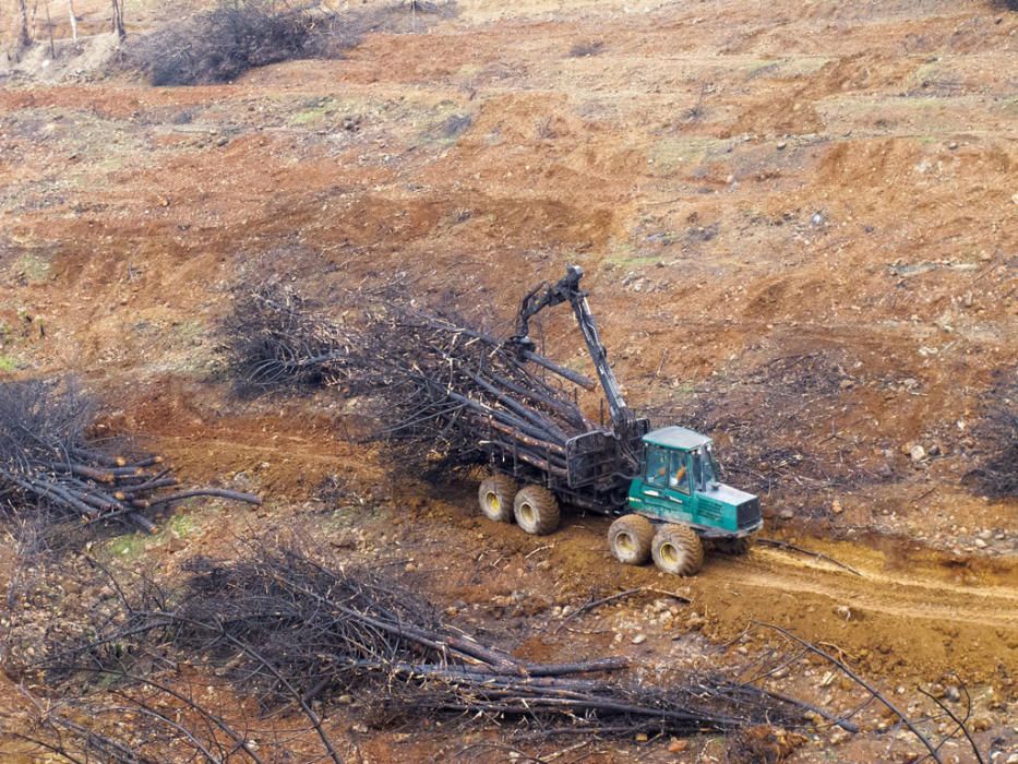 Hace cinco años, un gran incendio afectaba a 8.000 hectáreas de los municipios de Coín, Alhaurín el Grande, Mijas, Marbella, Ojén y Monda. Hoy se trabaja en recuperar las zonas afectadas.