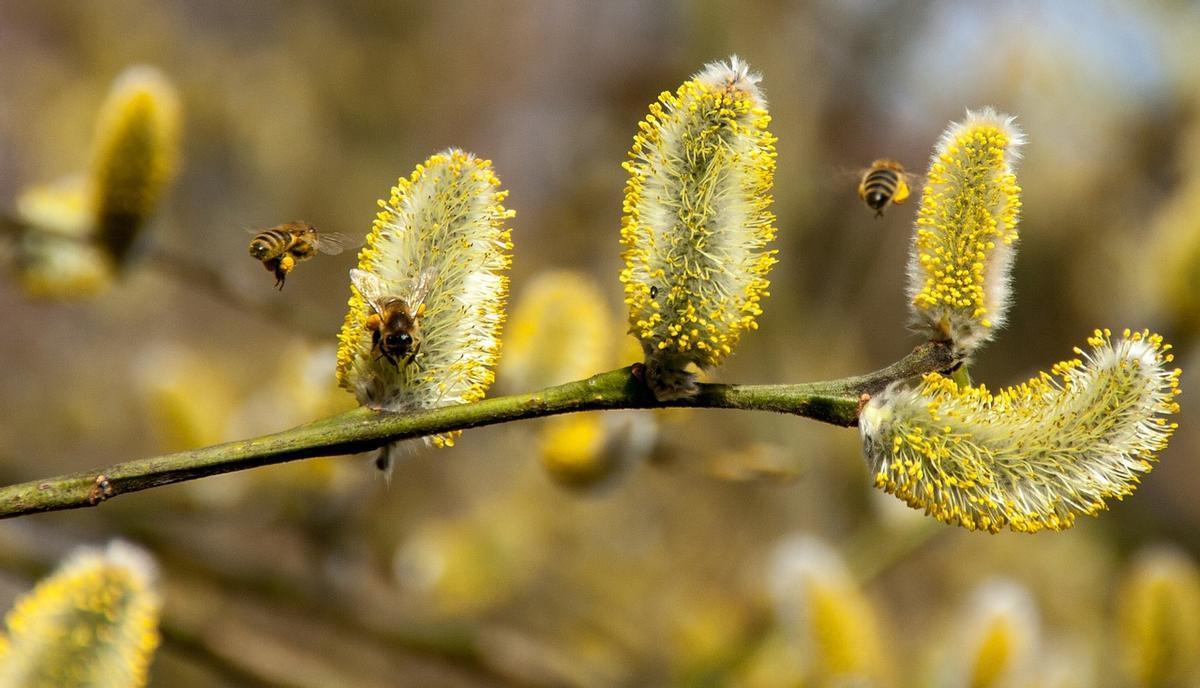 Uno de los campos más sensibles para los alérgicos en estas fechas son las picaduras