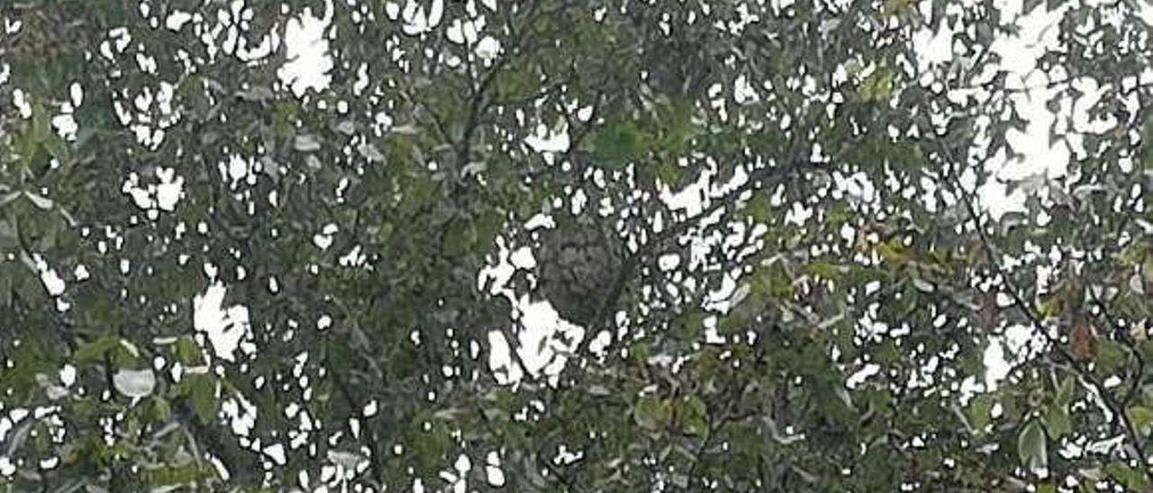 Detalle del nido de velutina en un árbol de la finca de Emiliano del Dago, en Parres.