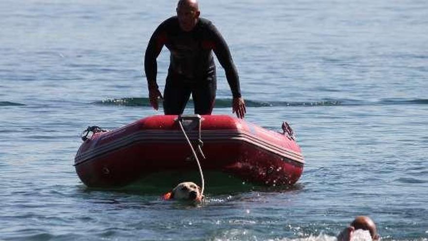 Un perro, ayer, tira de una embarcación en Oza. / la opinión