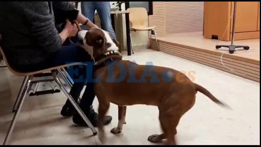 Juicio por China, la pitbull que fue tirada dentro de una maleta a un contenedor en Santa Cruz de Tenerife en noviembre de 2012