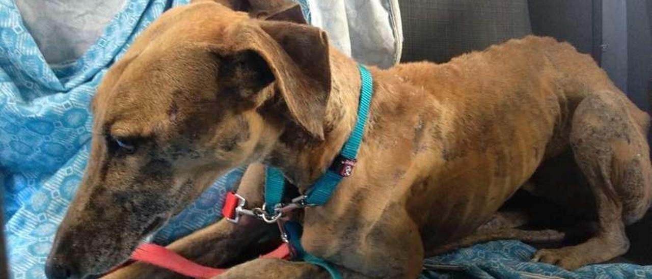 Uno de los perros que Palleiráns ha recogido durante los últimos días y que está en muy mal estado.