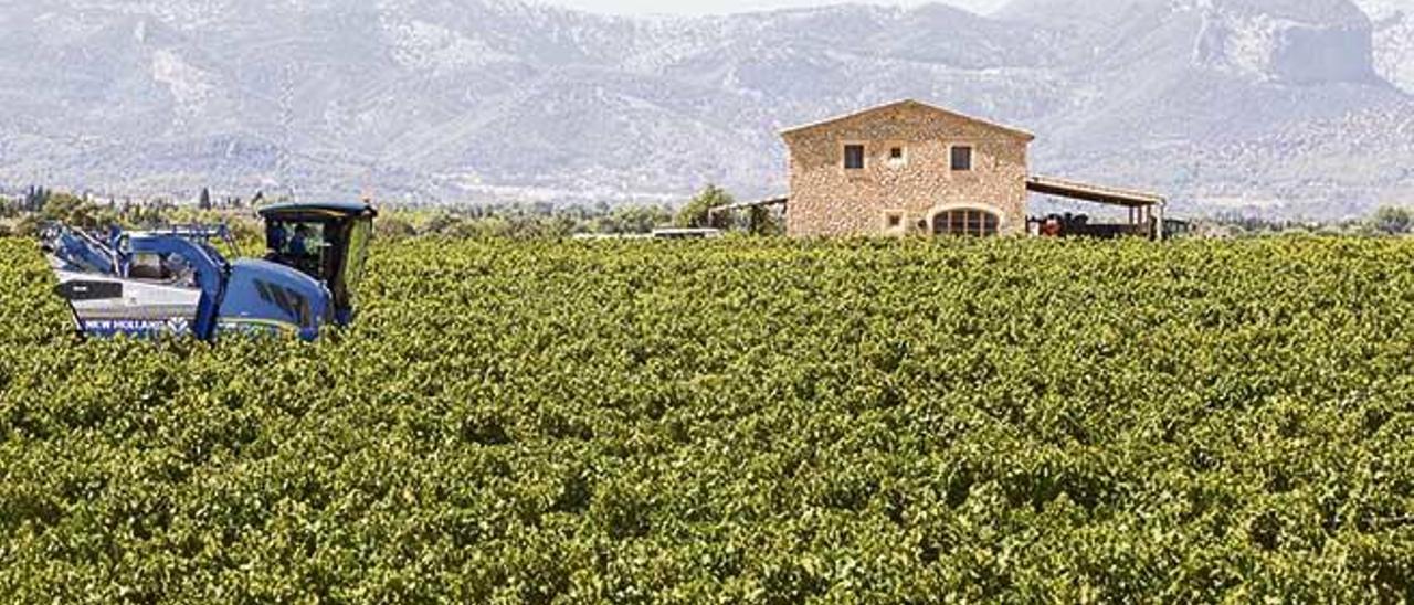 Vi de la Terra Mallorca, descenso en la vendimia y elevada calidad de la uva