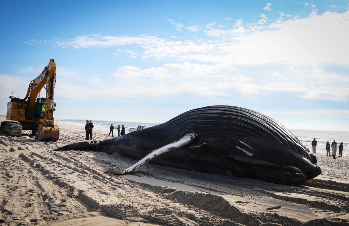La ballena jorobada muerta en la playa de Lido Beach, Nueva York