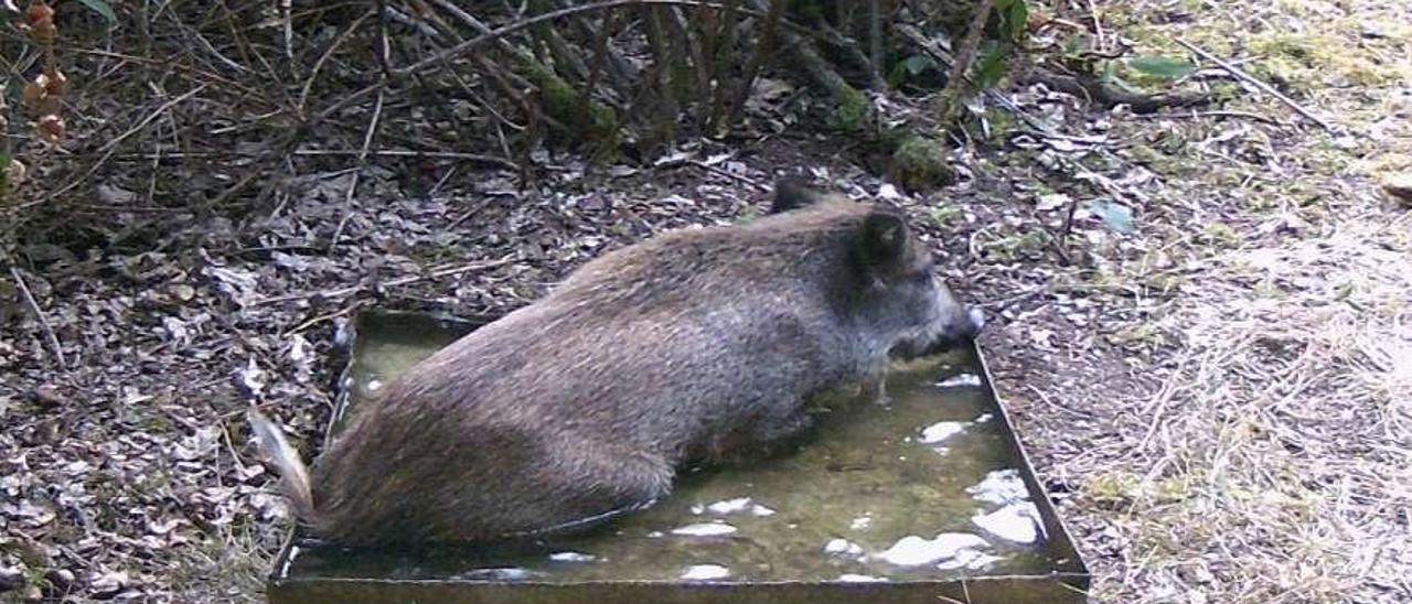 &#039;Don Pantuflo&#039;, abatido en 2018 en el bosque Ridimoas, en un bebedero de pájaros. // FdV