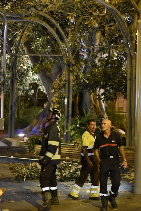 Se quiebra una rama del ficus de Santo Domingo