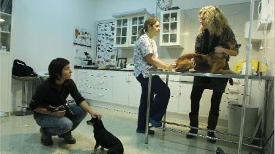 Las profesionales de Aspac gestionan un consultorio y una peluquería canina.