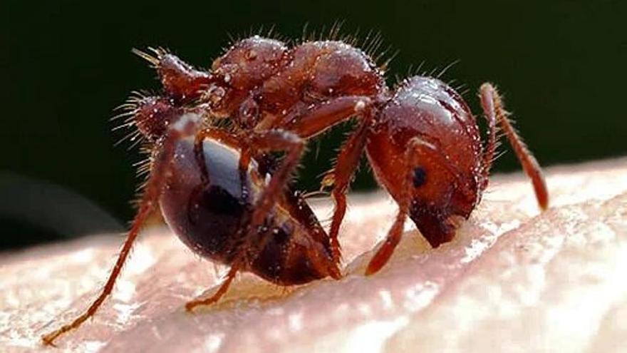 La hormiga roja de fuego entra en Europa y amenaza con llegar a España