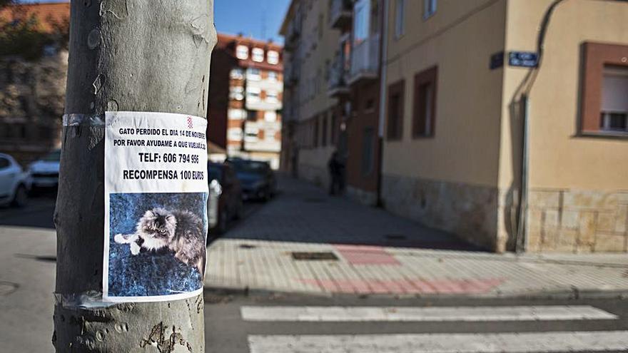 Un cartel con la imagen de Cookie, el gato persa desaparecido.| J. A. G.