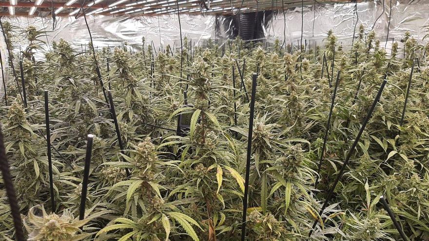 Detenen dos homes per cultivar marihuana a l&#039;interior d&#039;una casa de Prats de Rei