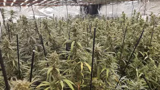 Detenen dos homes per cultivar marihuana a l'interior d'una casa de Prats de Rei