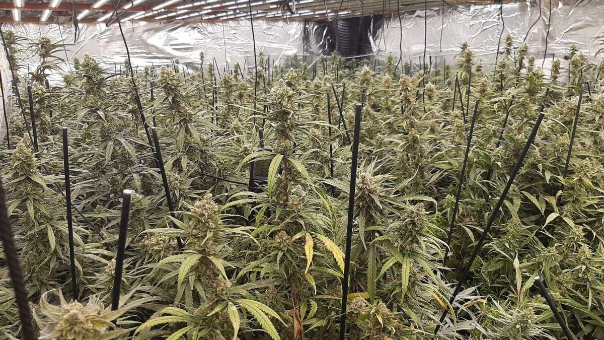 La plantació localitzada a Prats de Rei