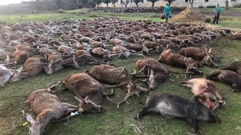 Imágenes de los más de 500 animales abatidos difundidas en las redes sociales por algunos de los 16 cazadores españoles que participaron en la montería de Portugal