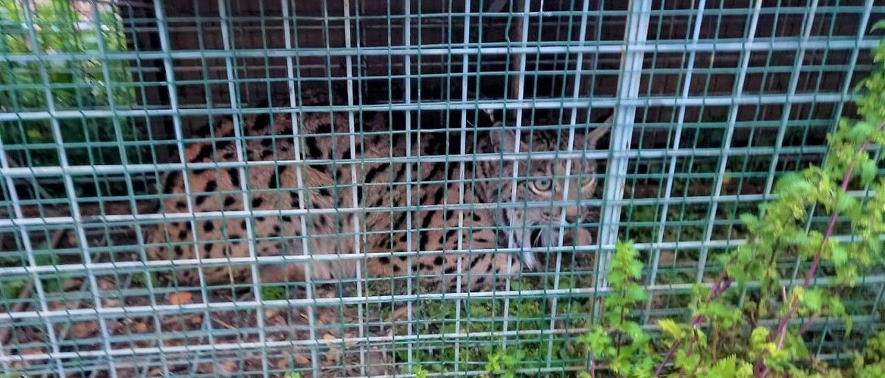 El lince capturado por agentes de Medio Ambiente, ya dentro de la trampa.