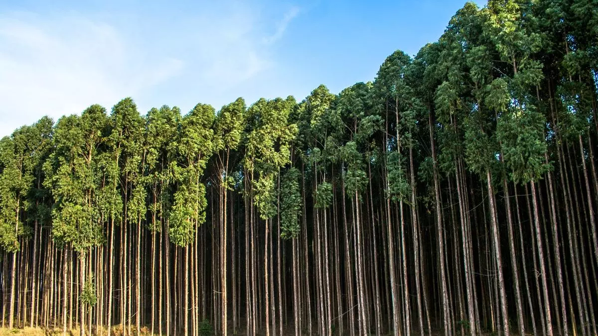 A más eucaliptos, menos aves forestales: no les ofrecen ni alimento ni refugio