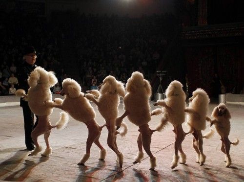 Poodle dogs and their tamer perform during a show presenting the new program "From Heart to Heart" at the National circus in the Ukrainian capital Kiev