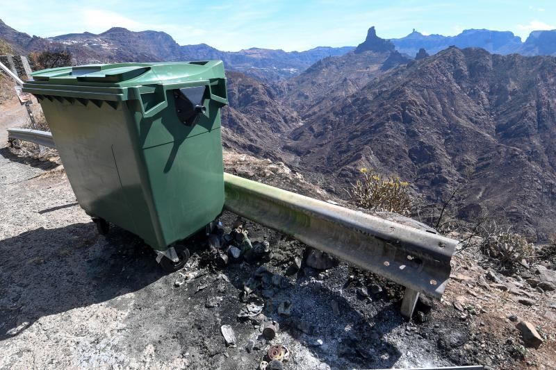 15-10-19 SUPLEMENTOS. ZONA CUMBRERA. ZONA CUMBRERA. Reportaje zonas quemadas tras dos meses. Reportaje triple entrega sobre el paisaje quemado, al cumplirse dos meses. La primera parte será Los tesosos de la Cumbre, en plan más positivo, con los brotes verdes, lugares que visitar. Un segundo con los héroes sin capa, sus protagonistas y una tercera con Lo que el fuego se llevó o Lo perdido, la parte más triste.  Fotos: Juan Castro.  | 15/10/2019 | Fotógrafo: Juan Carlos Castro