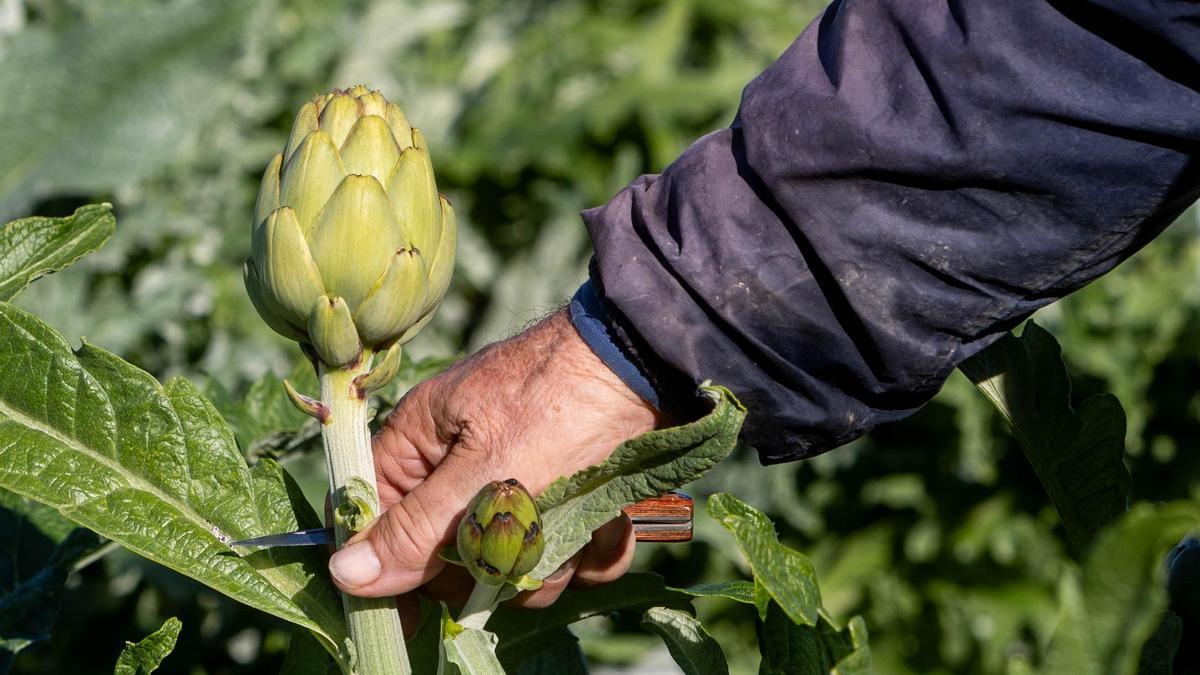 Una imagen de archivo de un agricultor