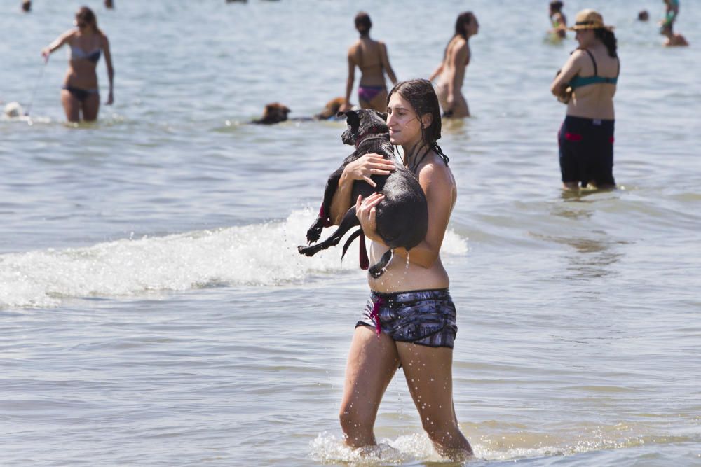 La playa para perros de Pinedo, a reventar