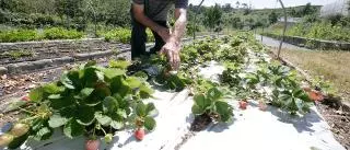 La ocupación resiste en Galicia pese a la sangría de 5.200 empleos en campo y pesca