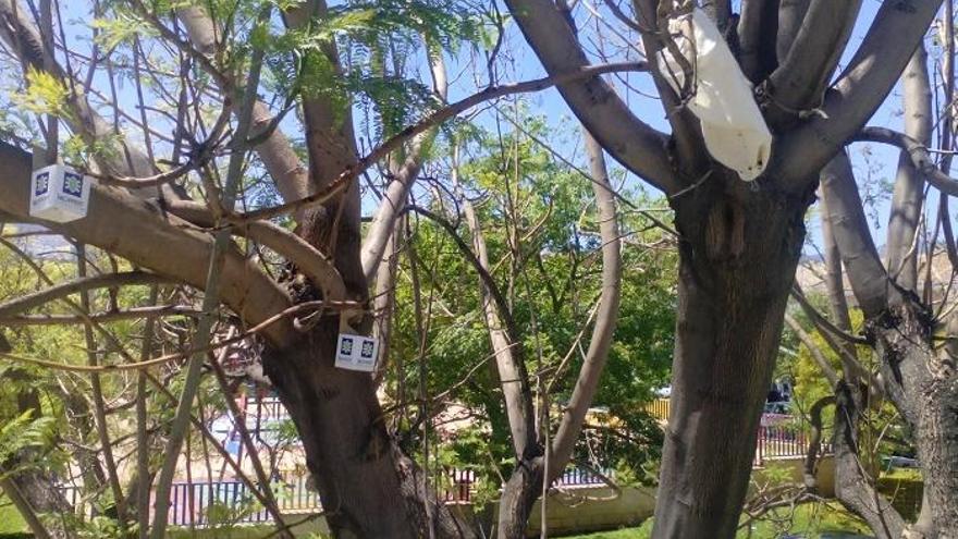 Imagen de las bolsas y cajas con los insectos depredadores y parasitarios de los pulgones causantes de la suciedad en las jacarandas.