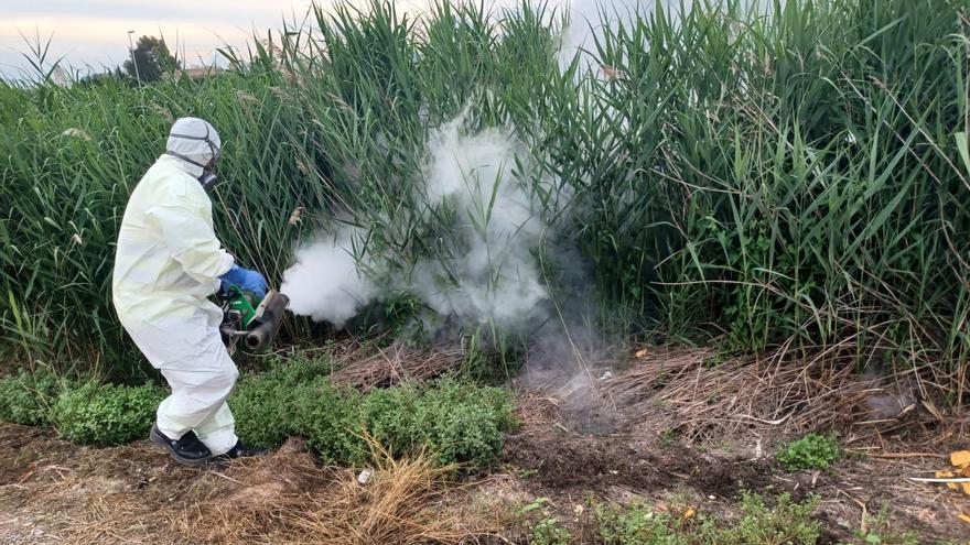 Miedo de los agricultores de Castellón a la fiebre del Nilo por la plaga de mosquitos