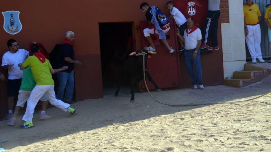 Recorrido del torito del alba Rebujita por las calles de Benavente