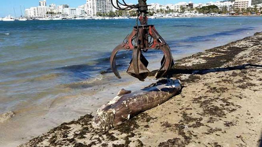 Aparece un tiburón muerto en la playa de s&#039;Arenal de Sant Antoni