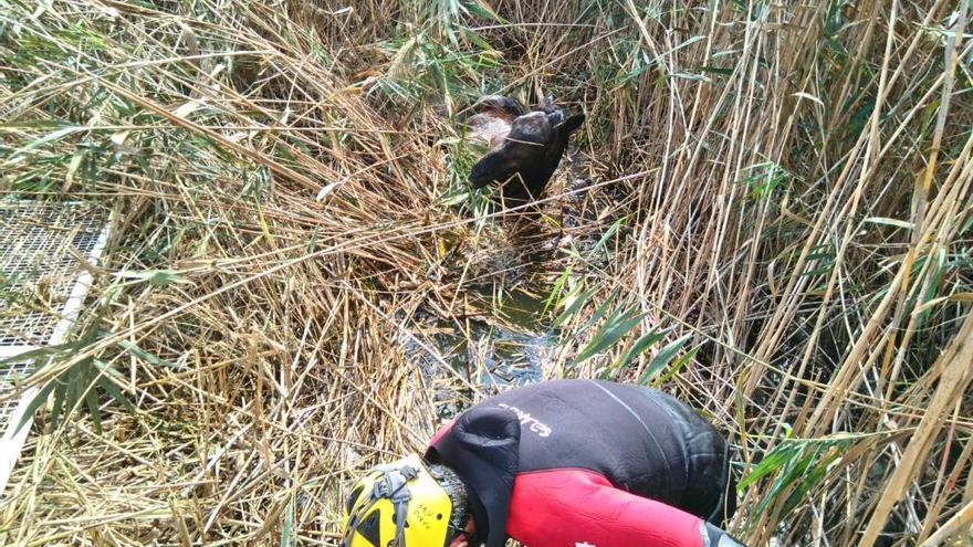 Rescatan un caballo caído a una acequia llena de agua en sa Pobla