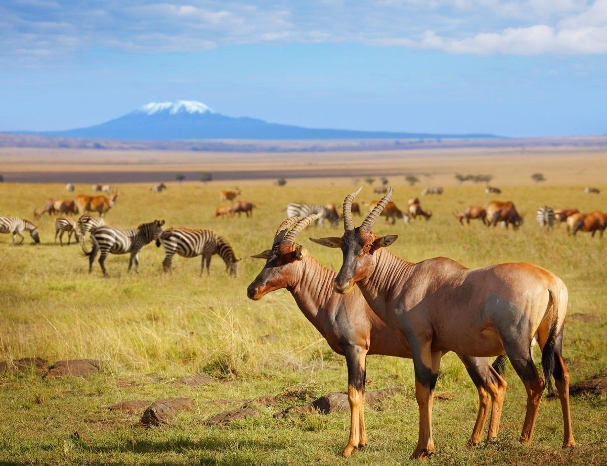 Amboseli, Kenia