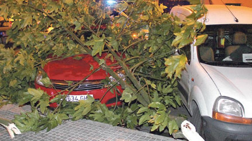 El viento derriba un árbol en la calle Cotlliure