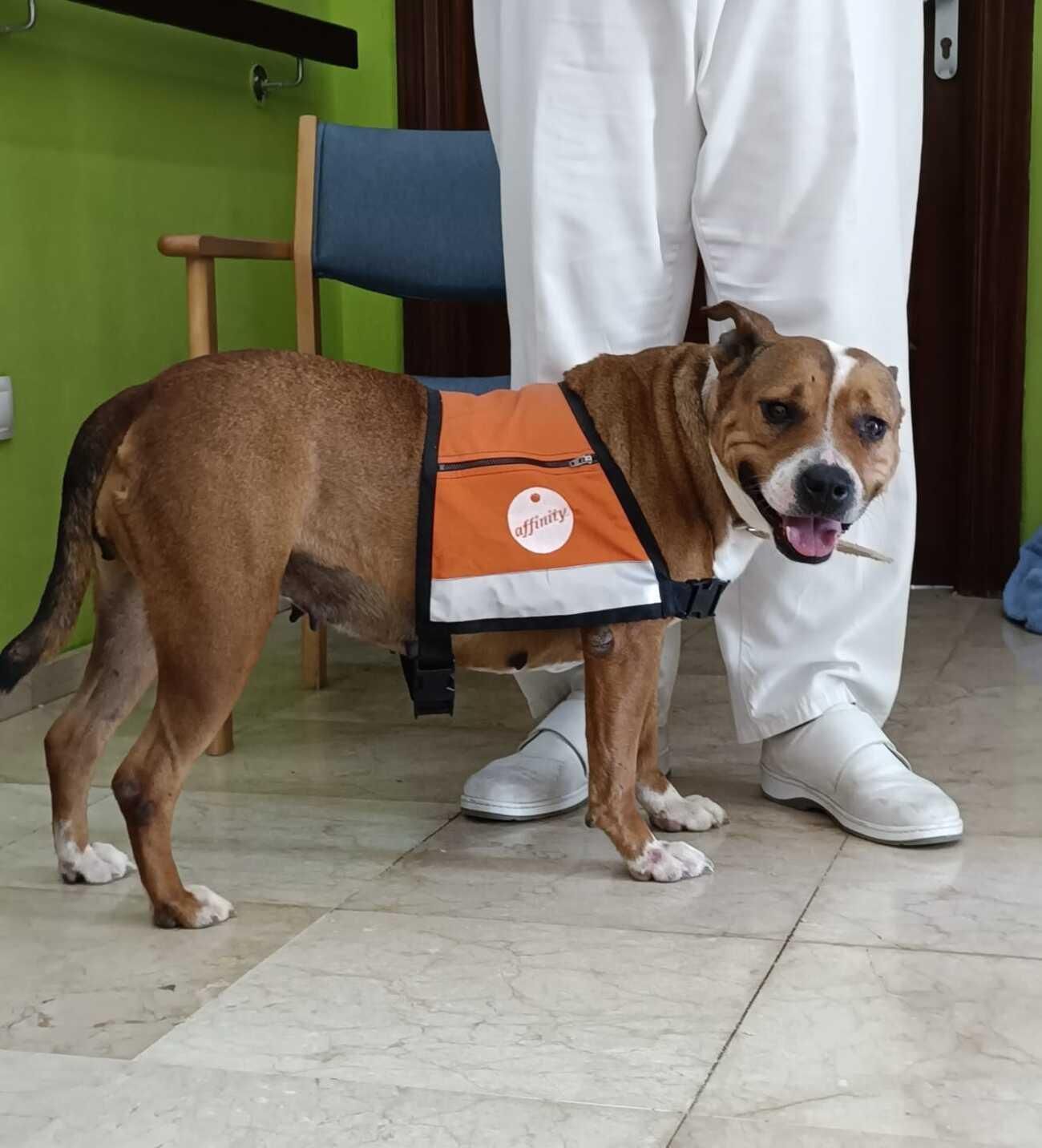 Arrugas con huellas: proyecto con mascotas abandonadas en centro de mayores