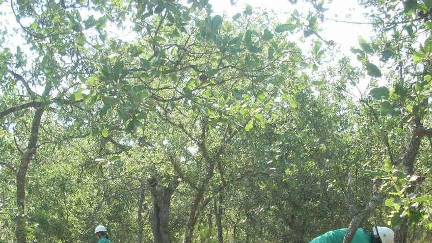 Los alumnos de un taller de empleo actúan en un bosque de Corrales.